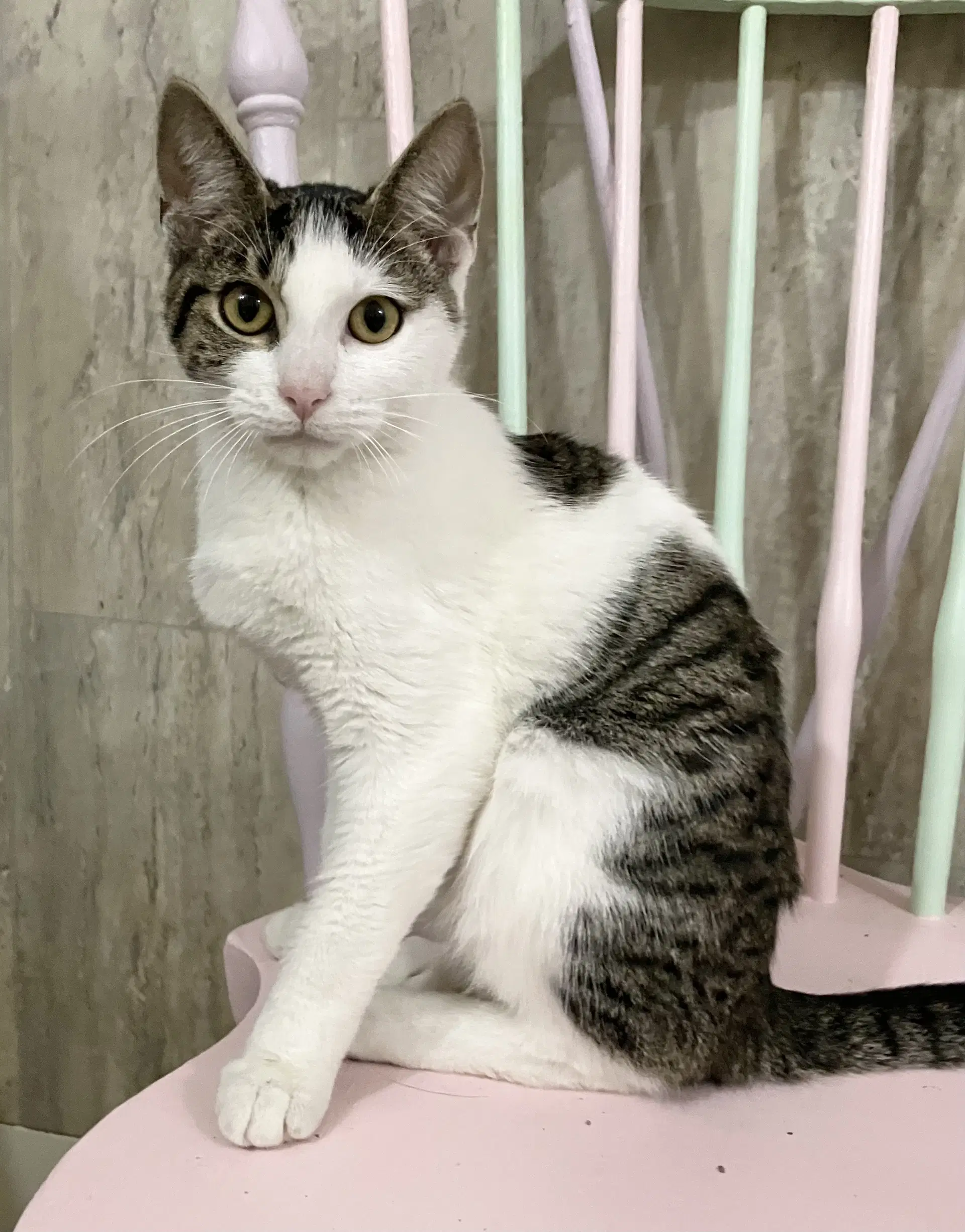 Handsome - Tabby