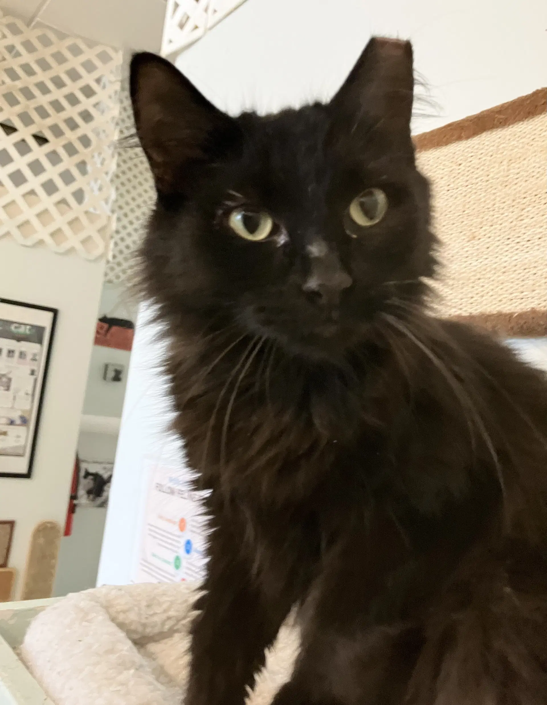 Segal - Domestic Long Hair
