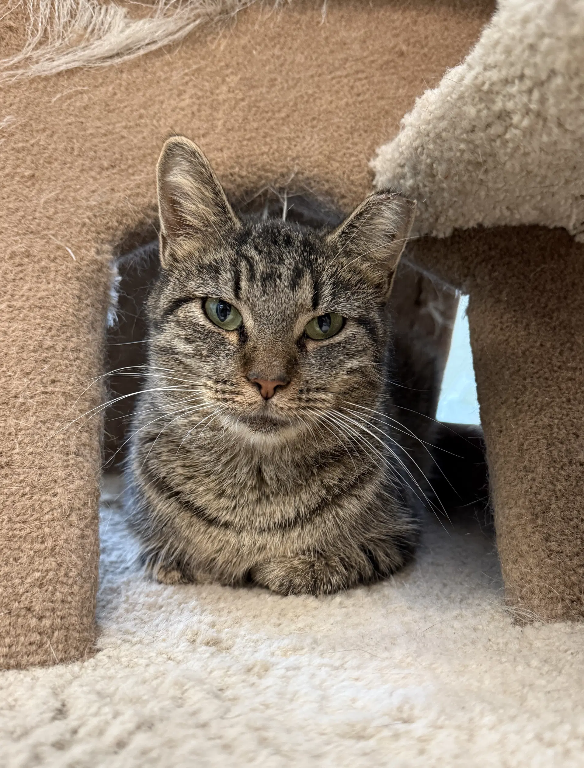 Nadia - Tabby