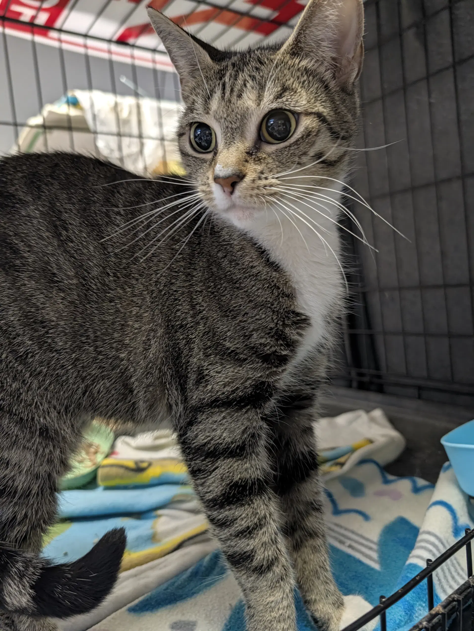 Karen - Domestic Short Hair