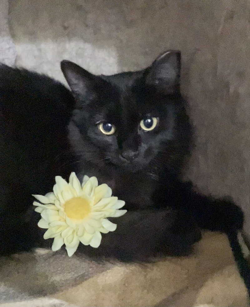Crescent, a young male cat up for adoption