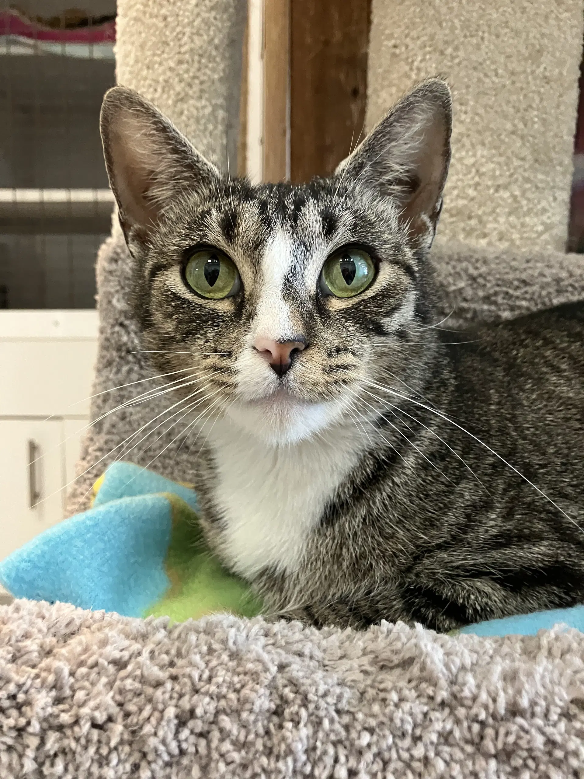 Madonna - Domestic Short Hair