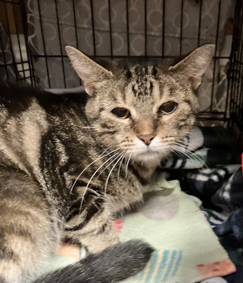 Truffles, a cat for adoption from Colony Cats (& dogs)