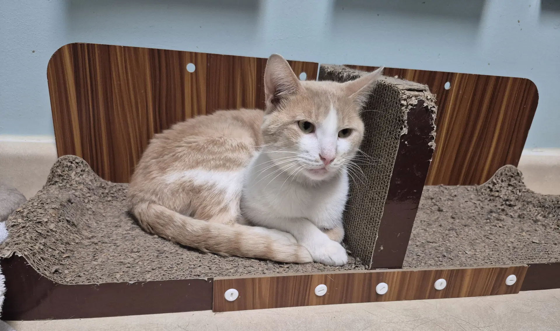 Cream Of Corn - Domestic Short Hair
