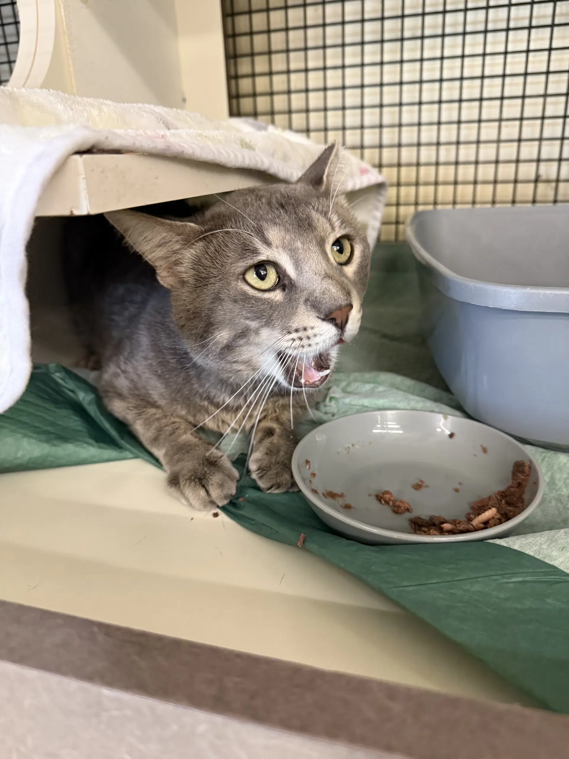 Baloo - Domestic Short Hair