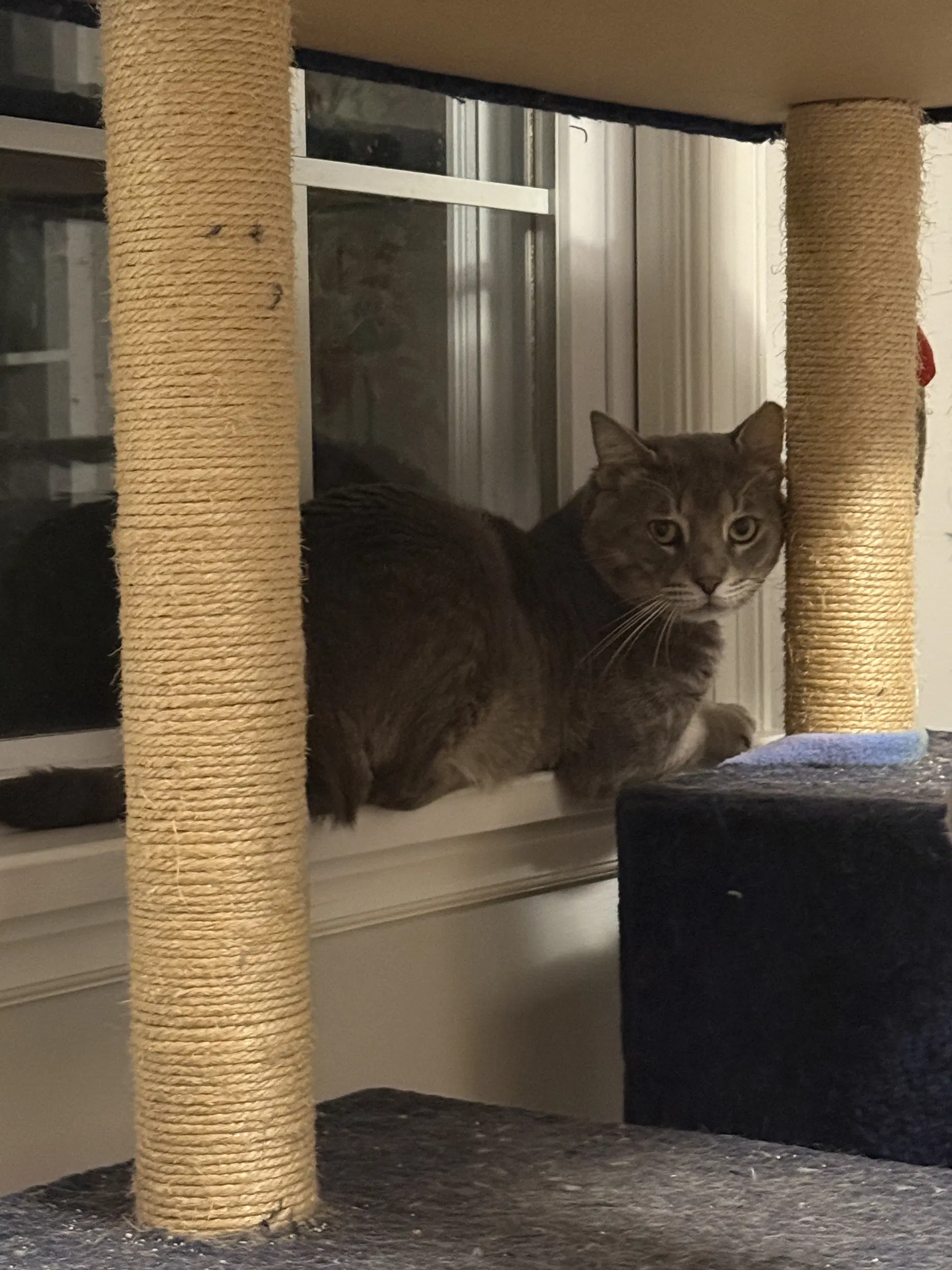 Baloo image 2