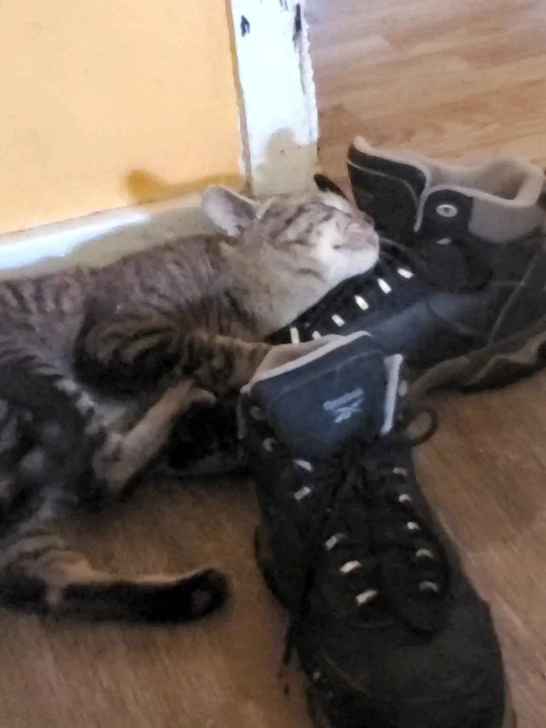 Soup - Tabby