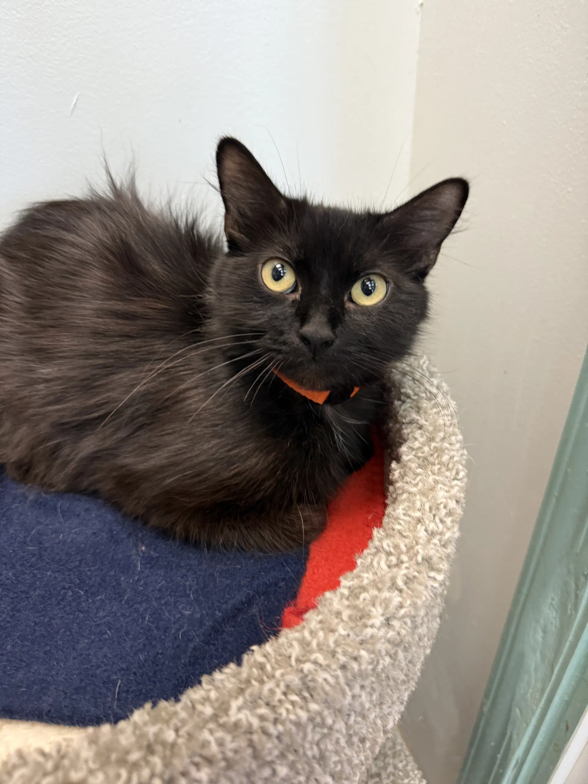 Midna - Domestic Long Hair