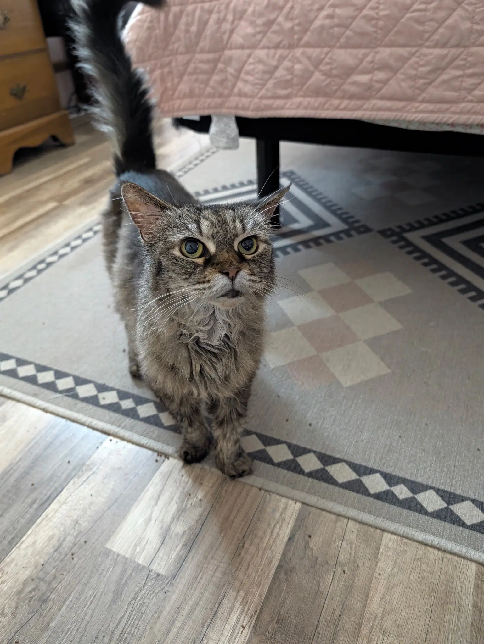 Addie - Domestic Long Hair