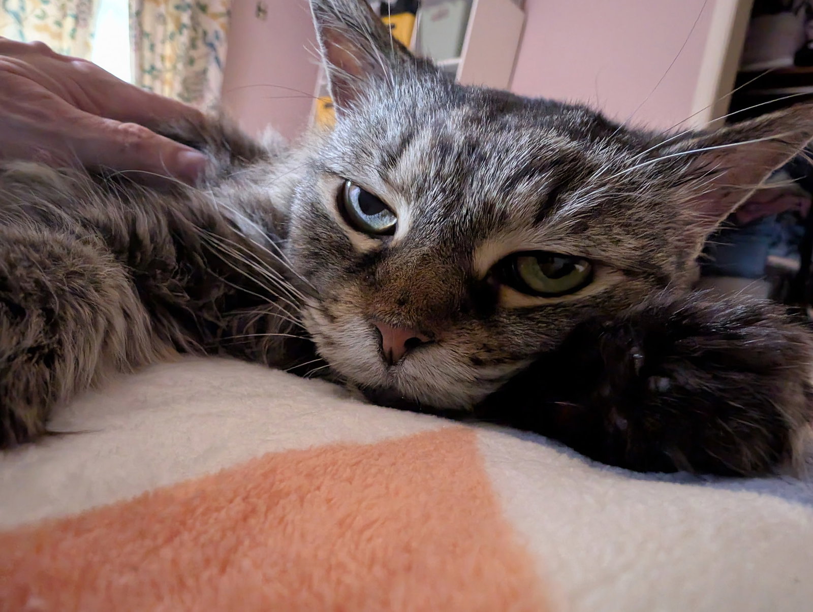 Addie, photo 2