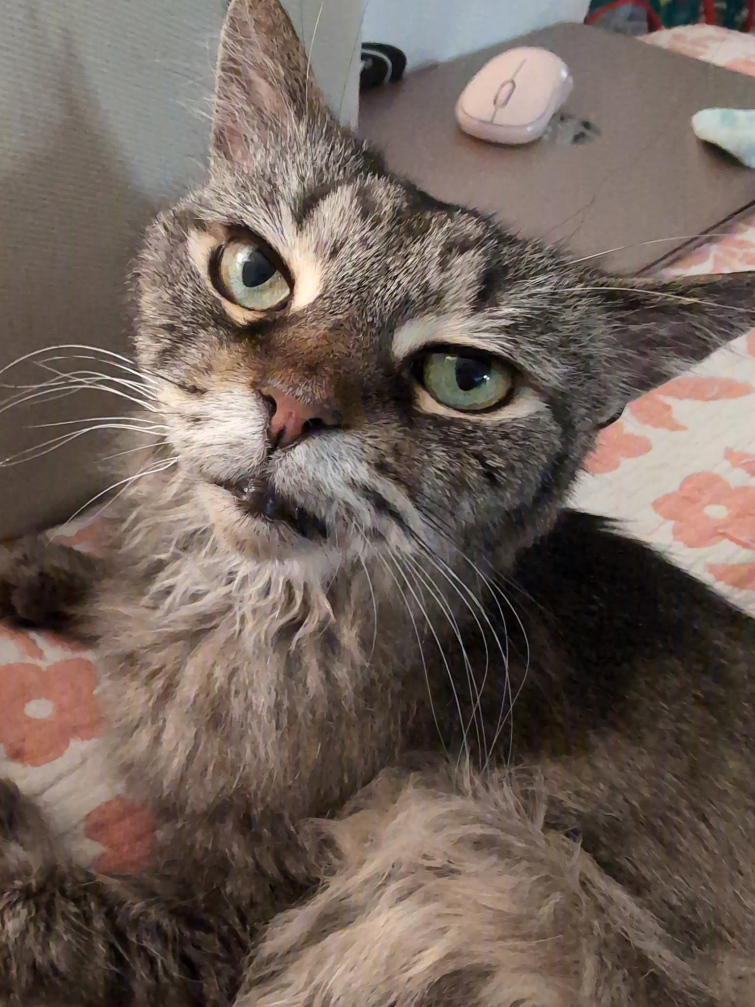 Addie, photo 3