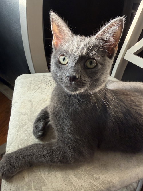 Buttercup, a cat for adoption from Colony Cats (& dogs)