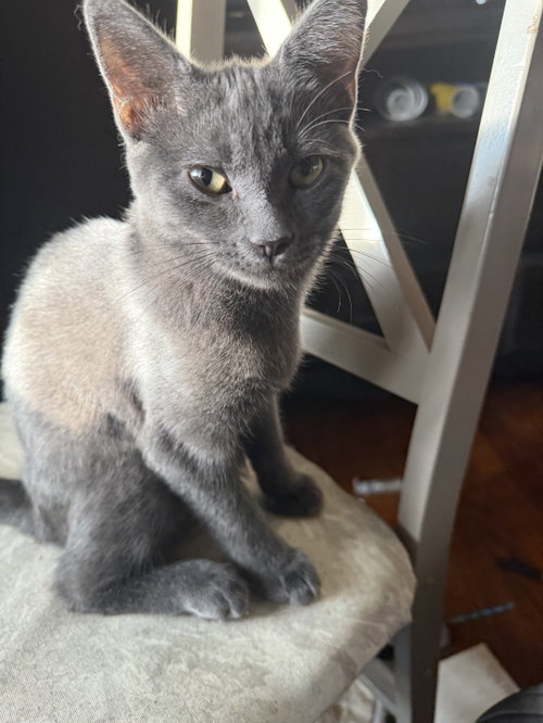 Bubbles, a cat for adoption from Colony Cats (& dogs)