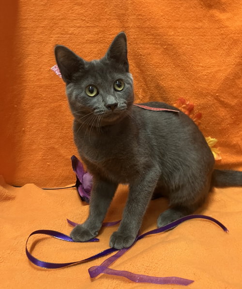 Bubbles (bonded to Blossom), a cat for adoption from Colony Cats (& dogs)