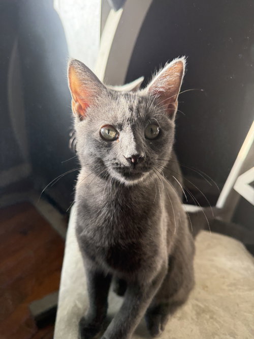 Blossom, a cat for adoption from Colony Cats (& dogs)