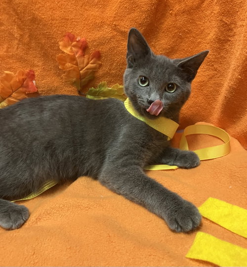Blossom (bonded to Bubbles), a cat for adoption from Colony Cats (& dogs)