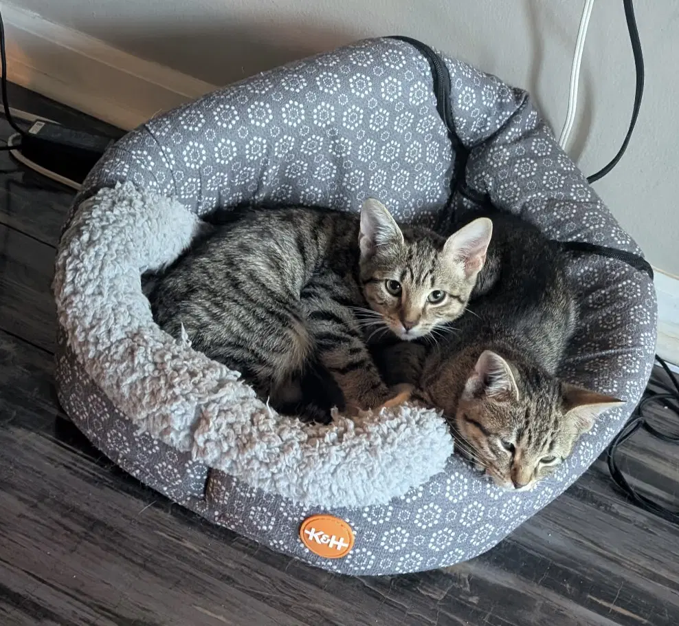 Tortilla Bonded To Muffins - Tortoiseshell
