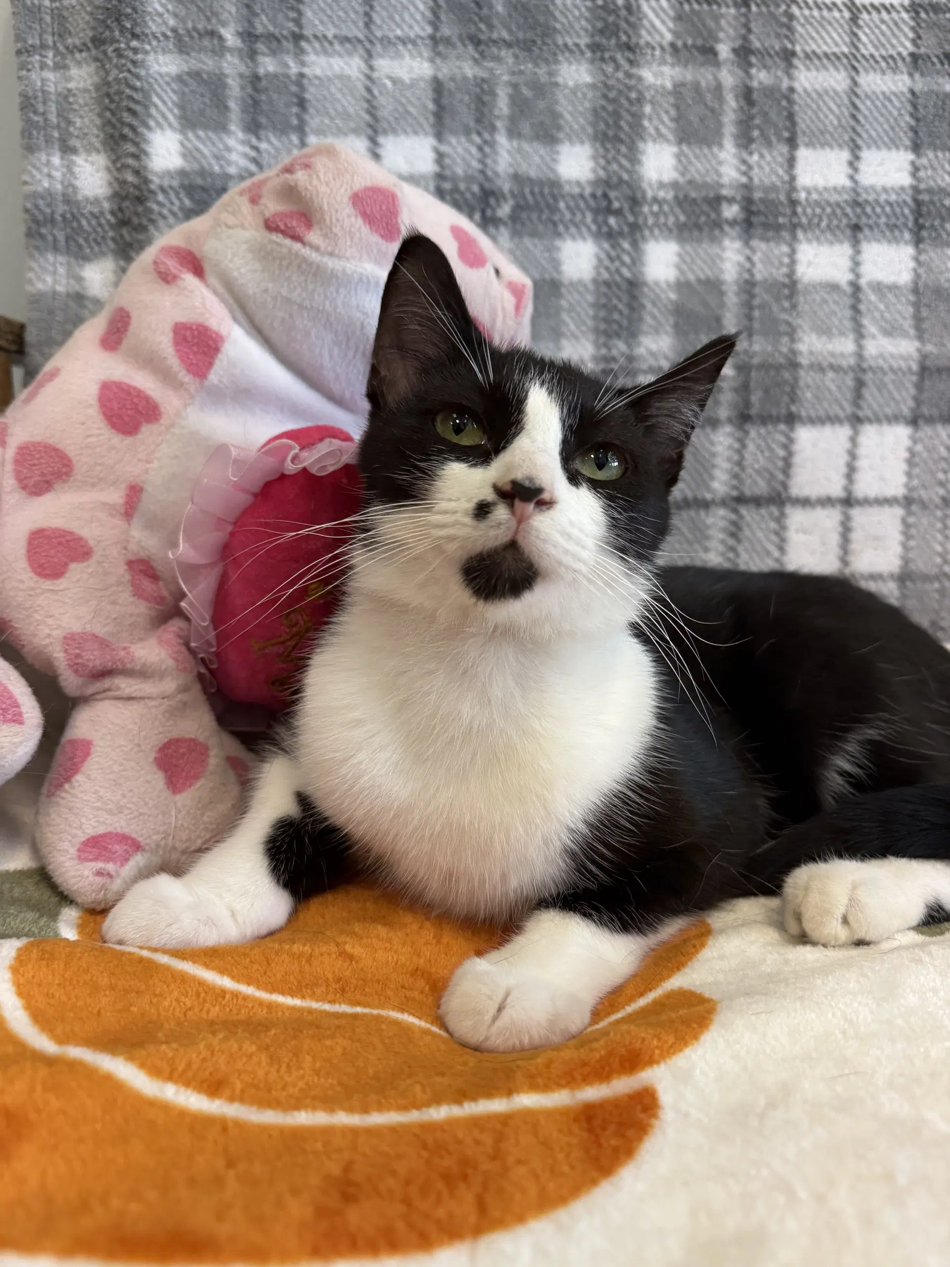 Ducky - Domestic Short Hair