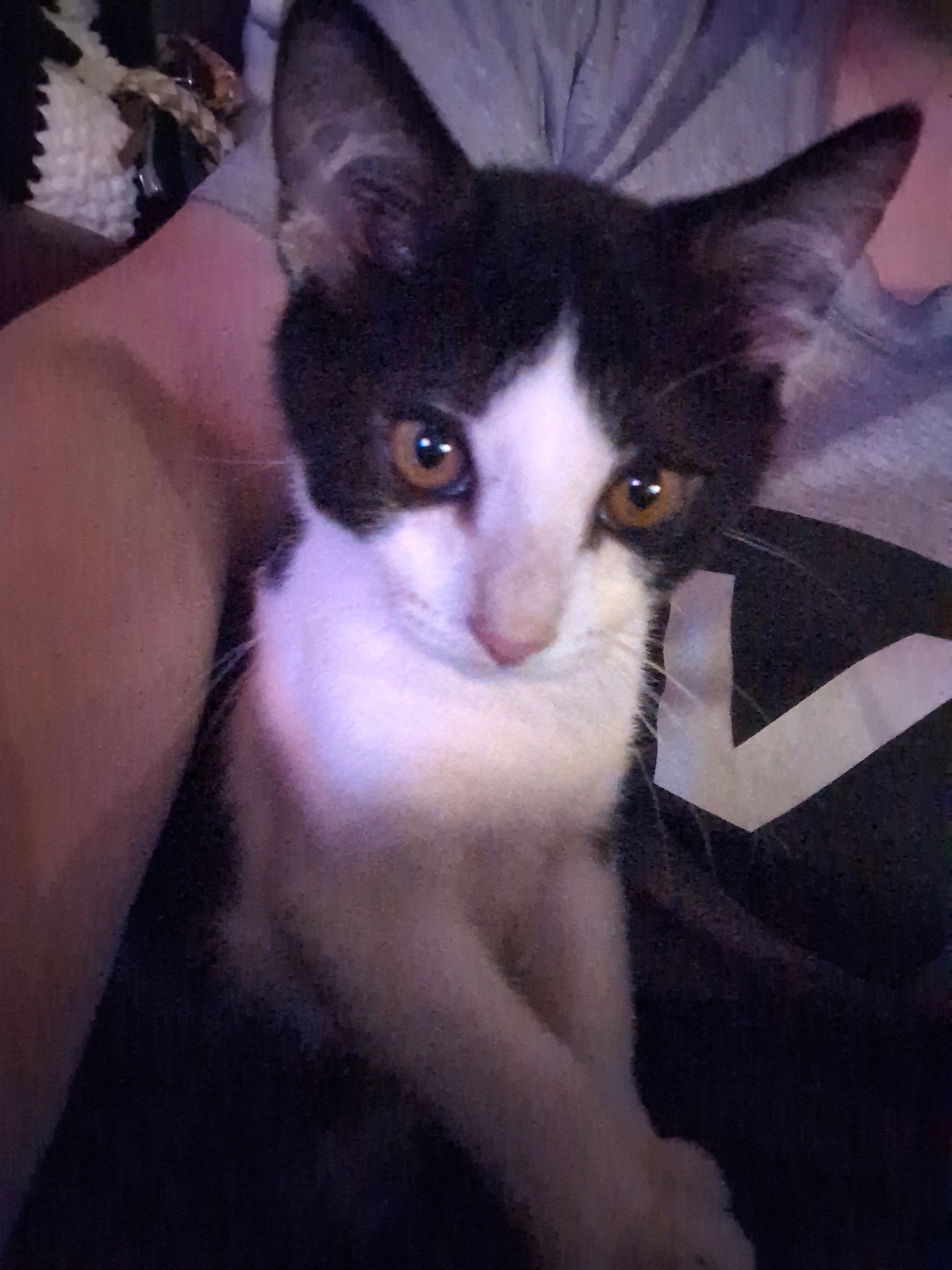 Alfredo (bonded to Kona), photo 3