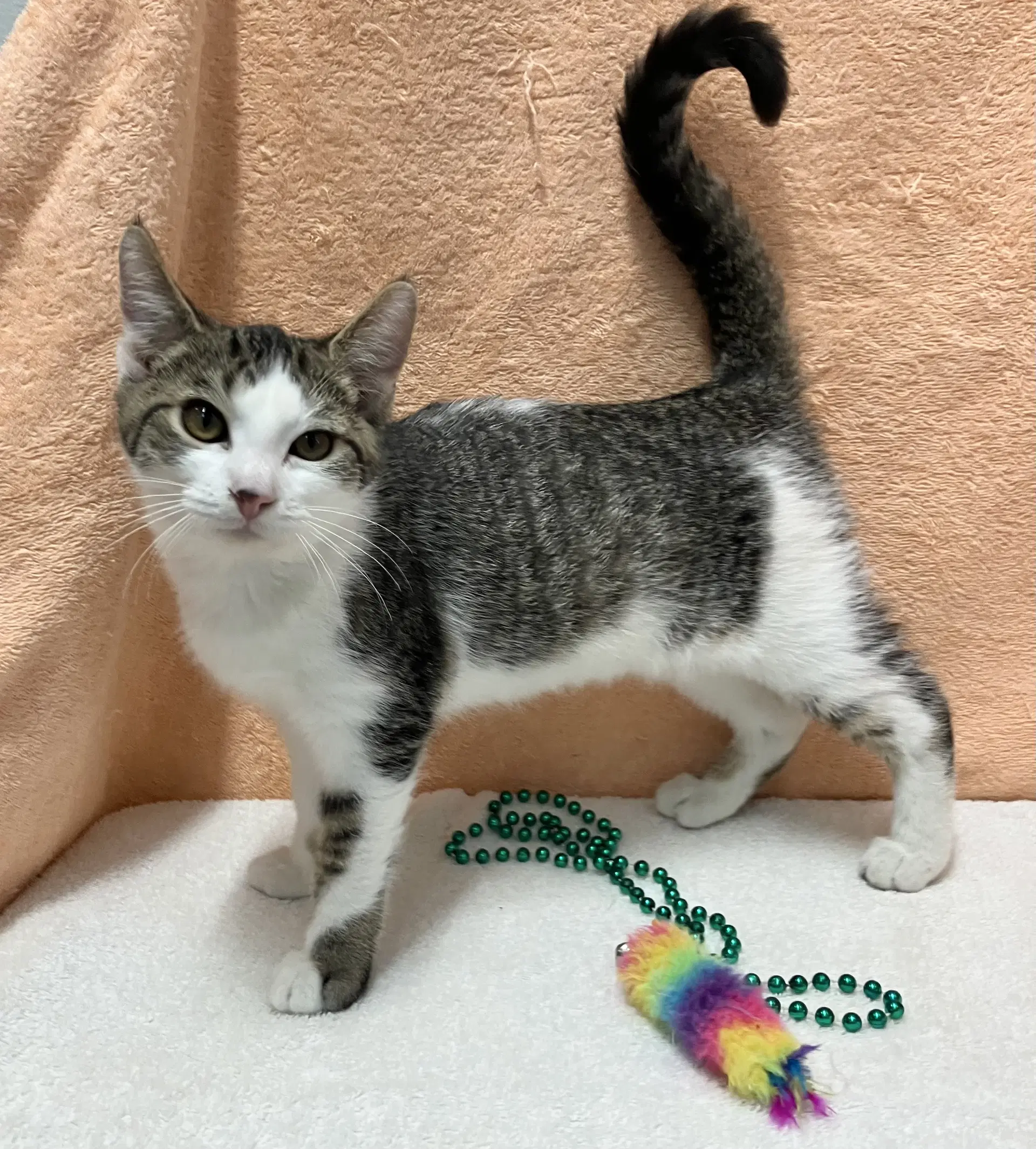 Blarney - Tabby