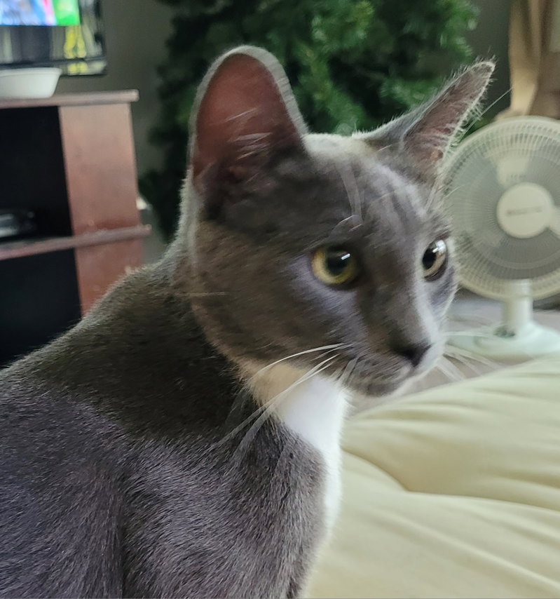 Dora, photo 5