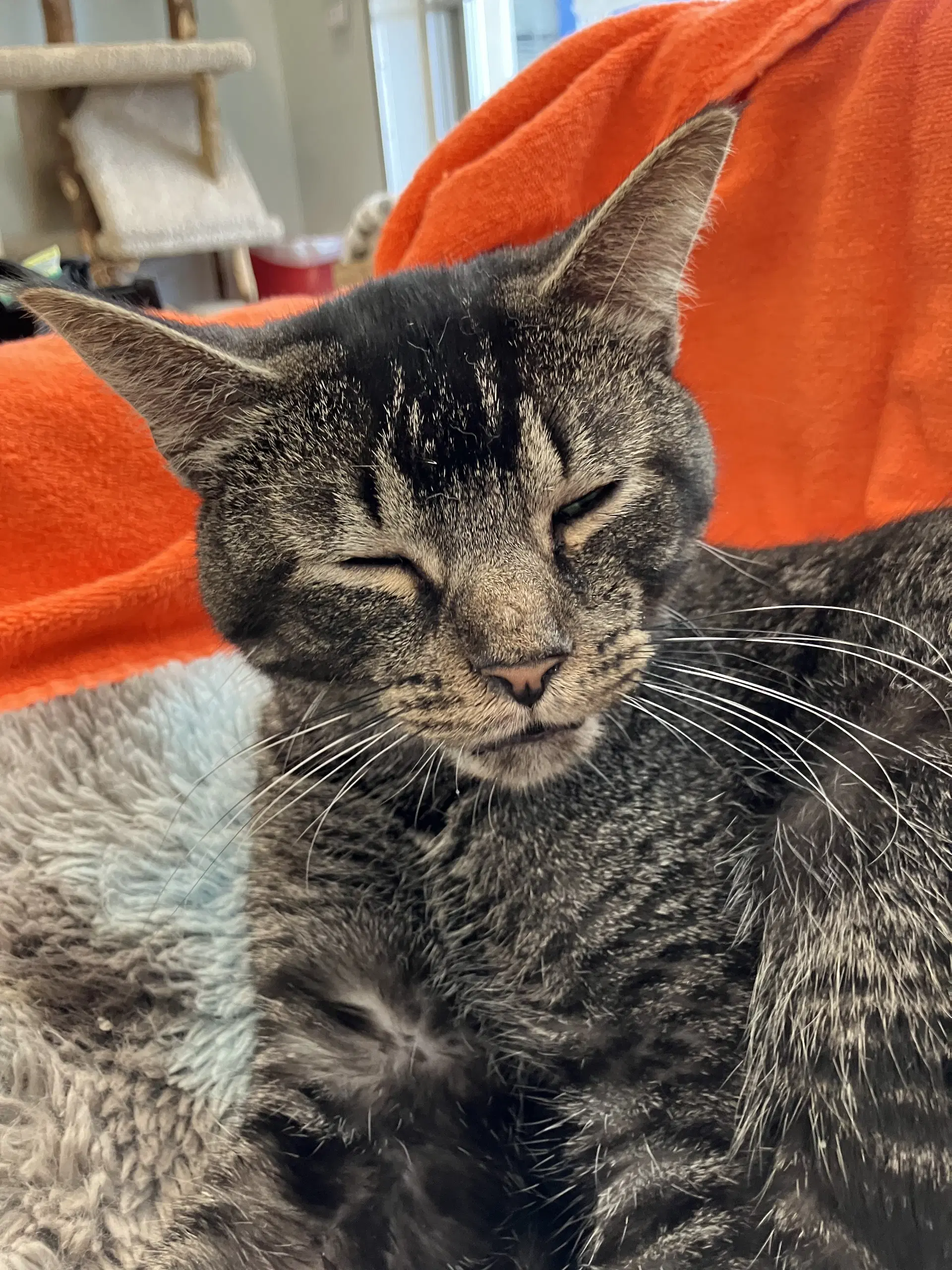 Lisbon - Tabby