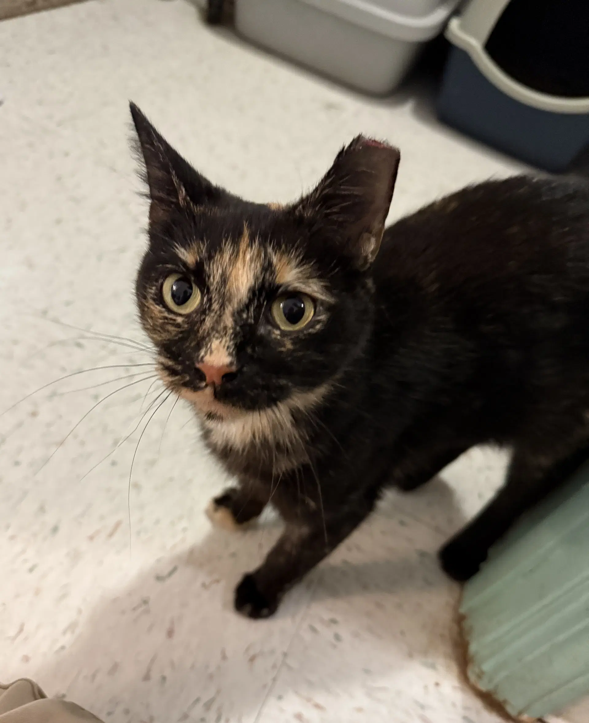 Rosa - Tortoiseshell