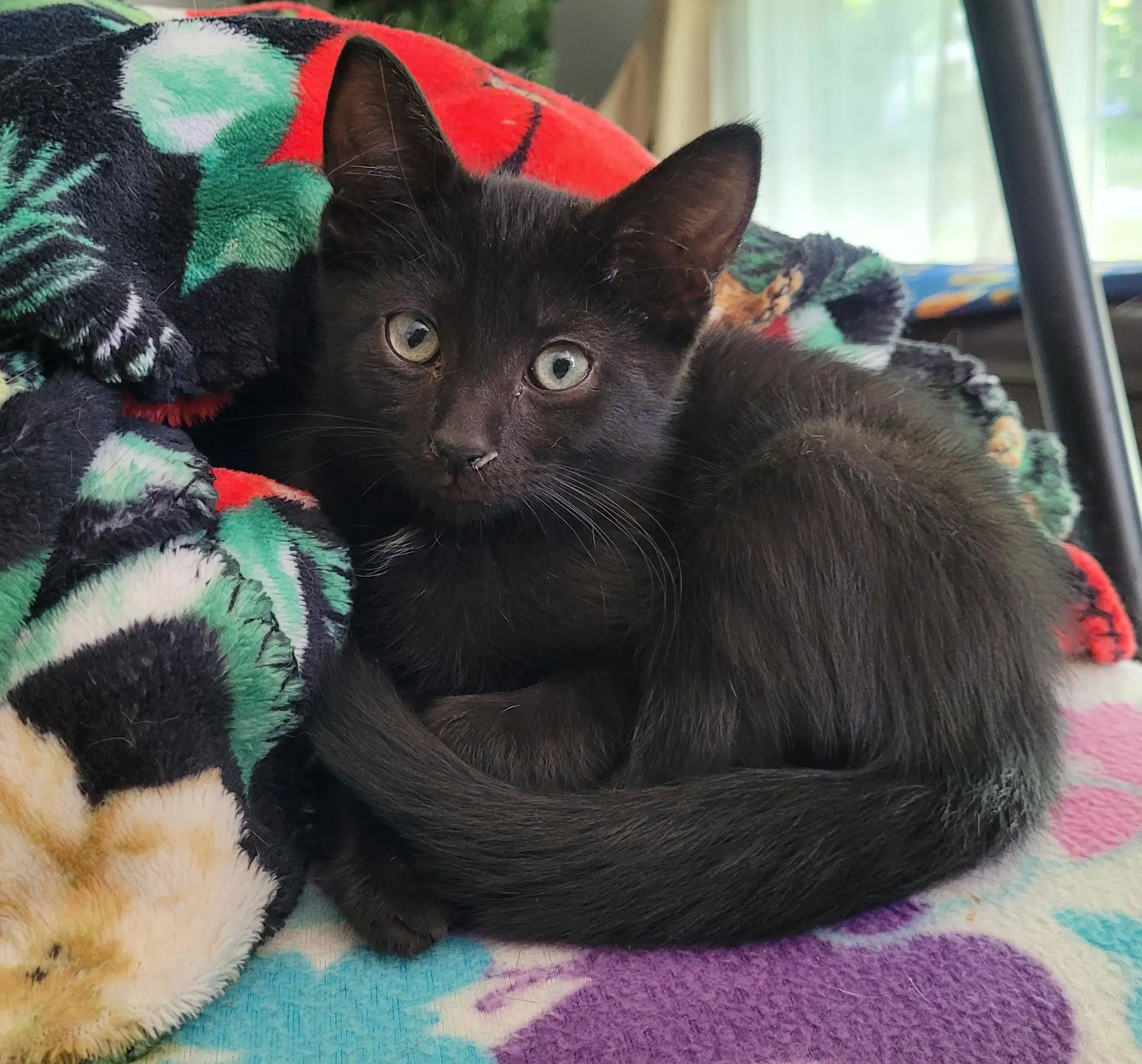 Bilbo - Domestic Short Hair