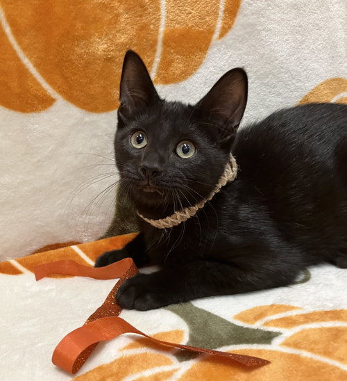 Bilbo, a cat for adoption from Colony Cats (& dogs)