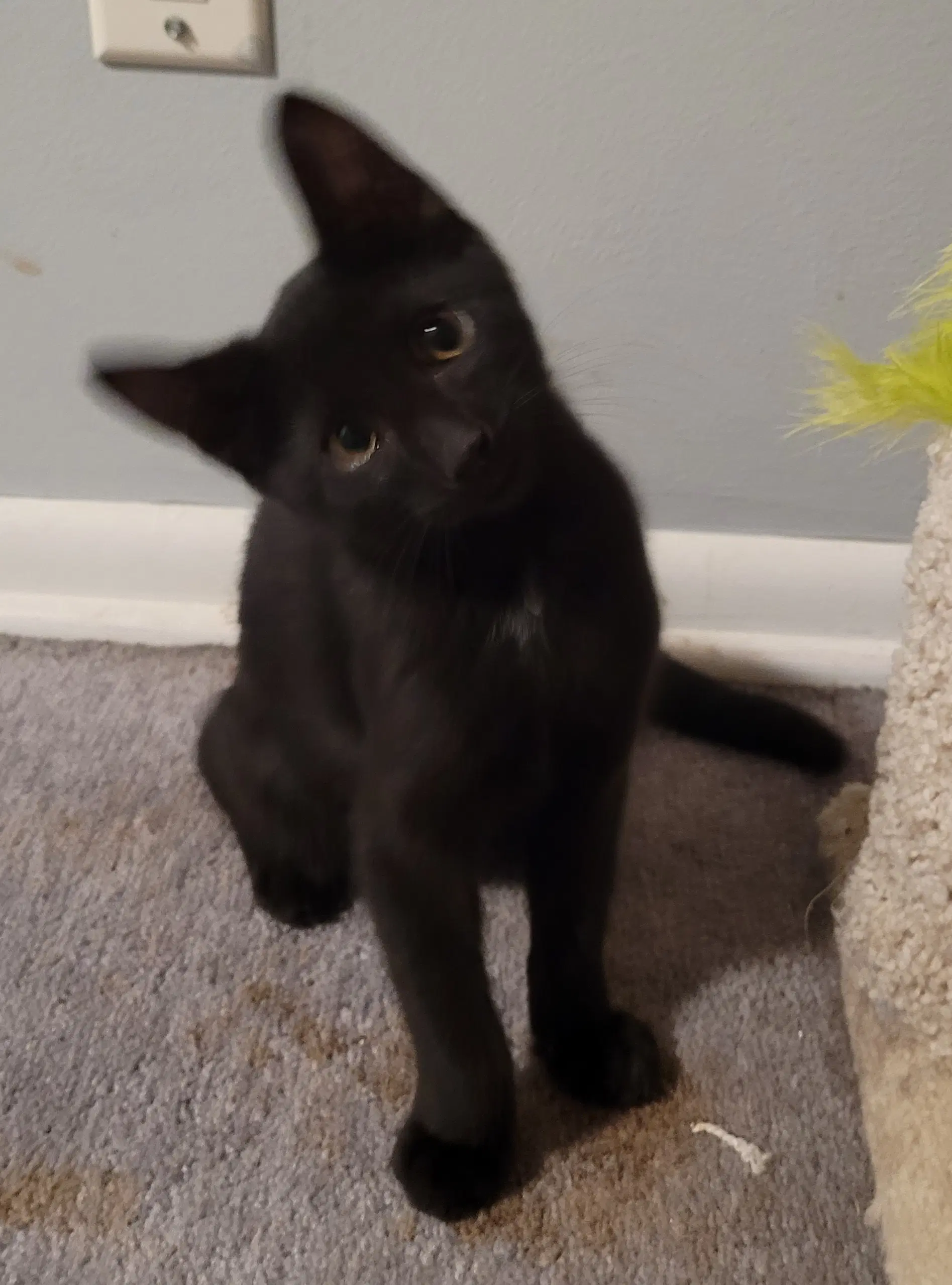 Samwise - Domestic Short Hair