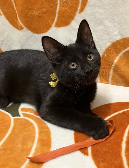 Samwise, a cat for adoption from Colony Cats (& dogs)