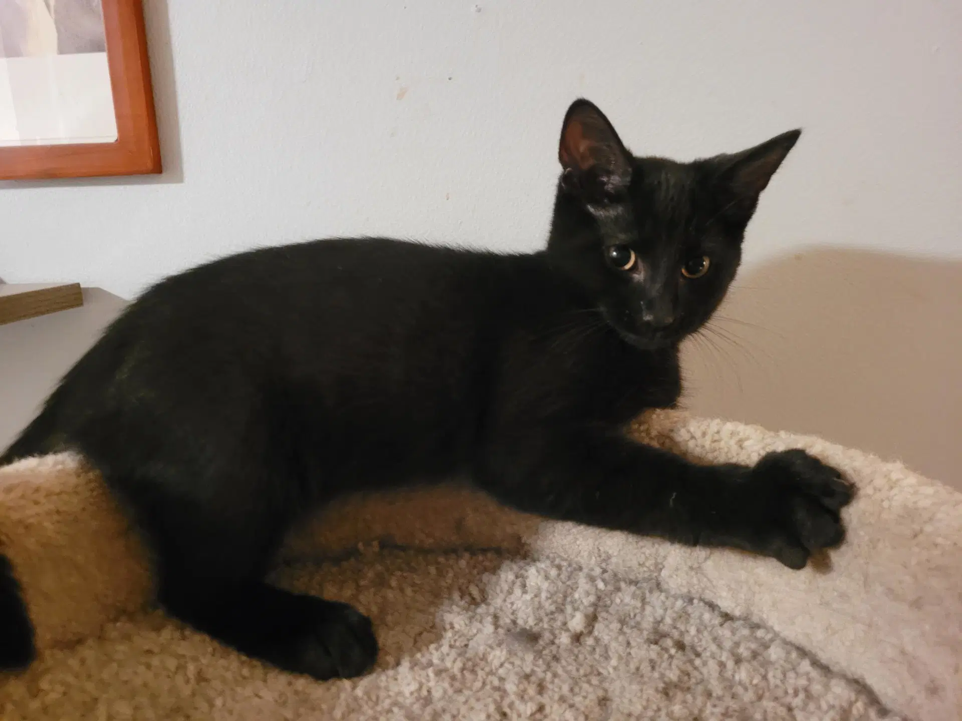 Frodo - Domestic Short Hair