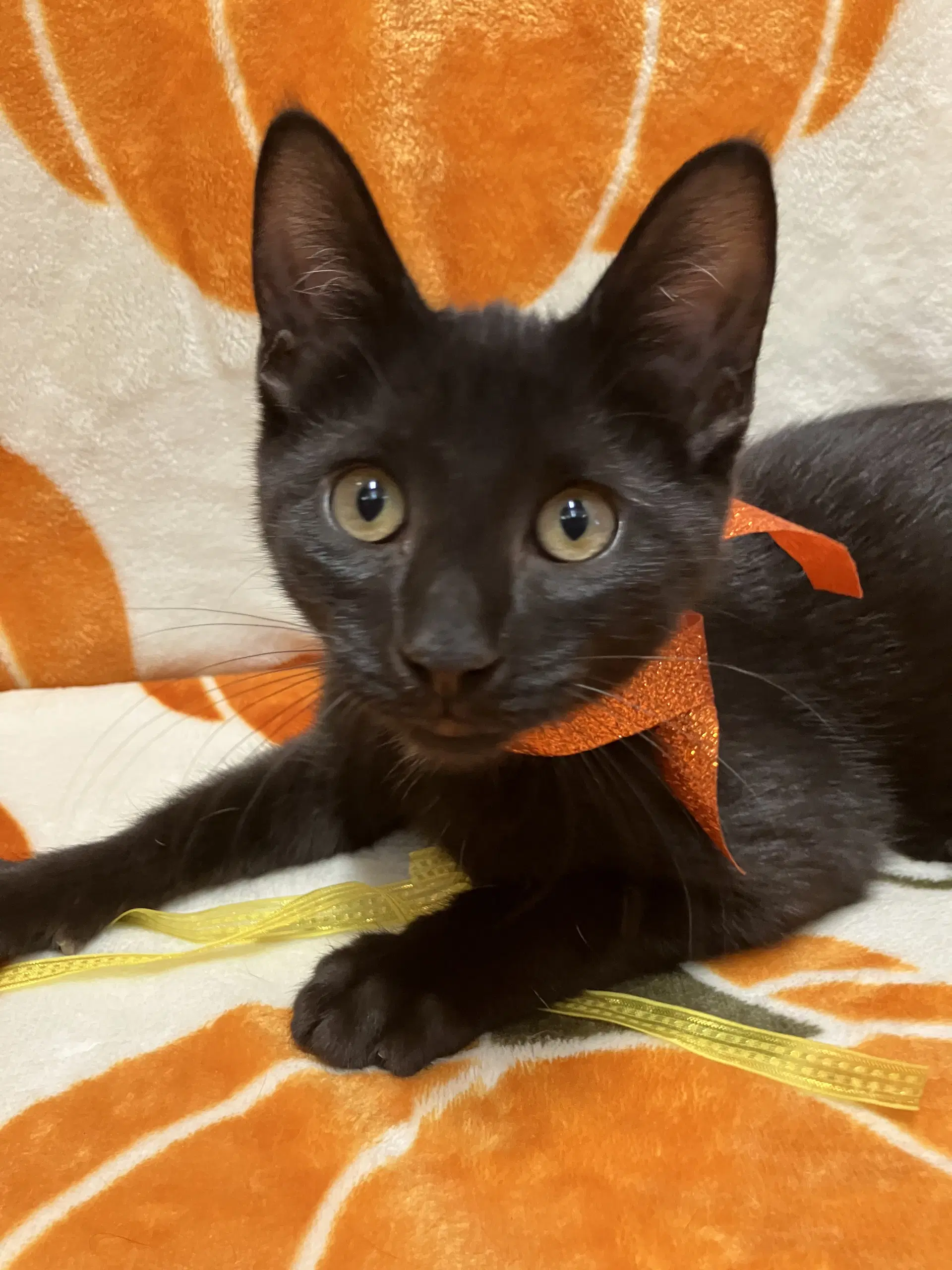 Frodo - Domestic Short Hair