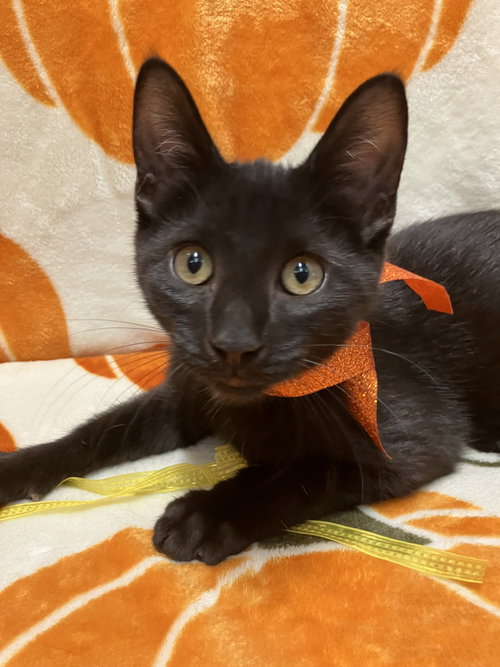 Frodo, a cat for adoption from Colony Cats (& dogs)
