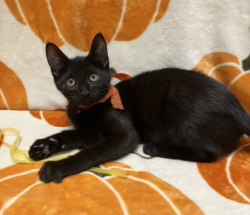 Photo 3 of Frodo
