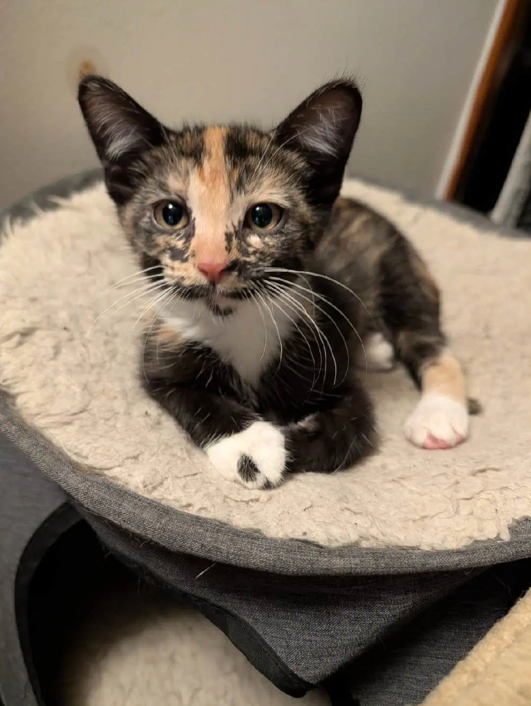 Coco - Calico
