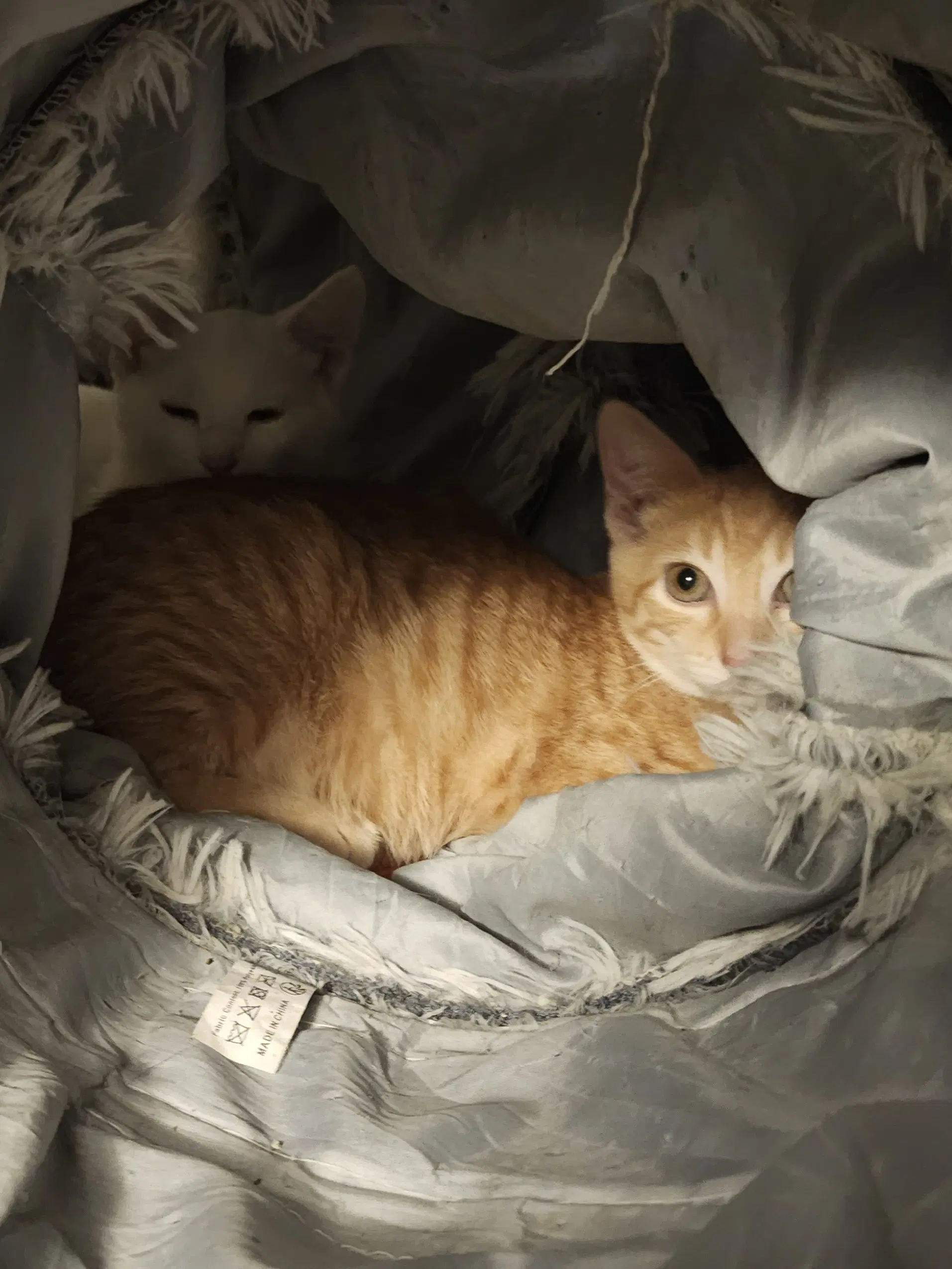 Rummy - Tabby