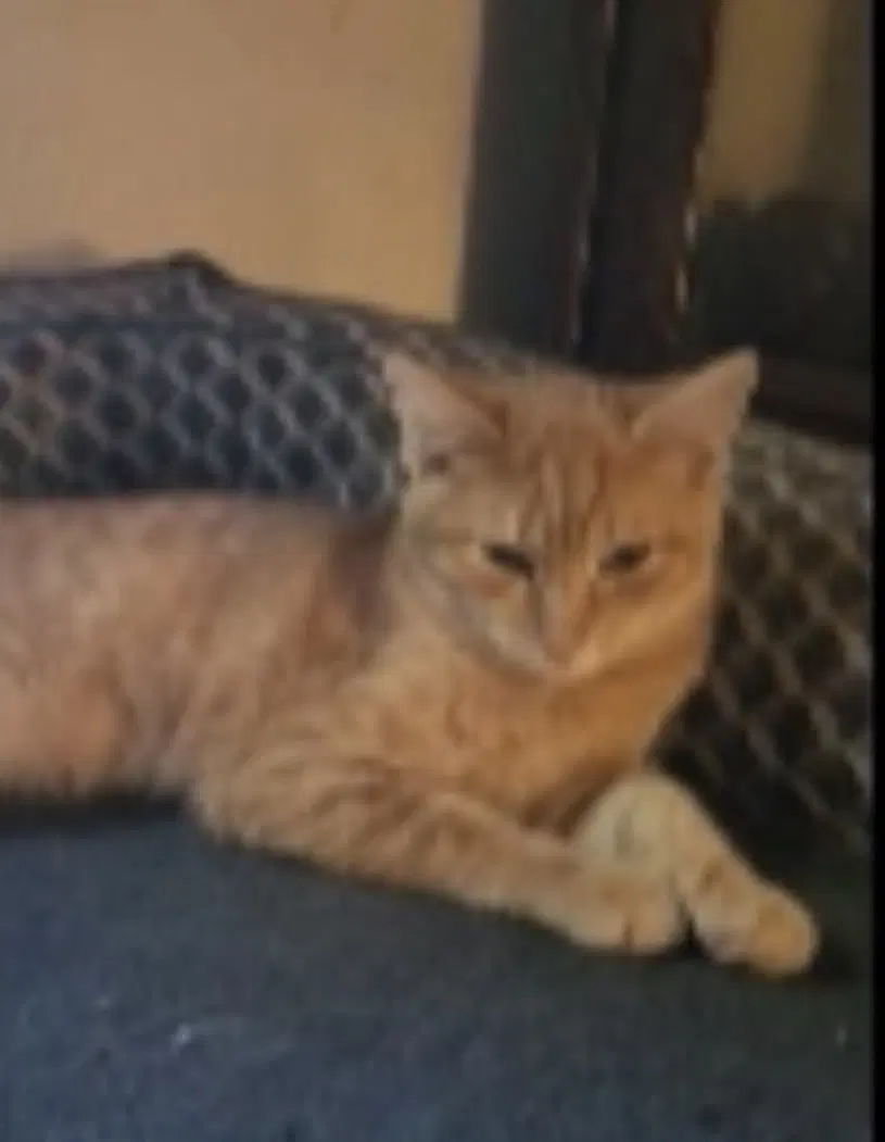 Remy Bonded To Joe Joe - Tabby