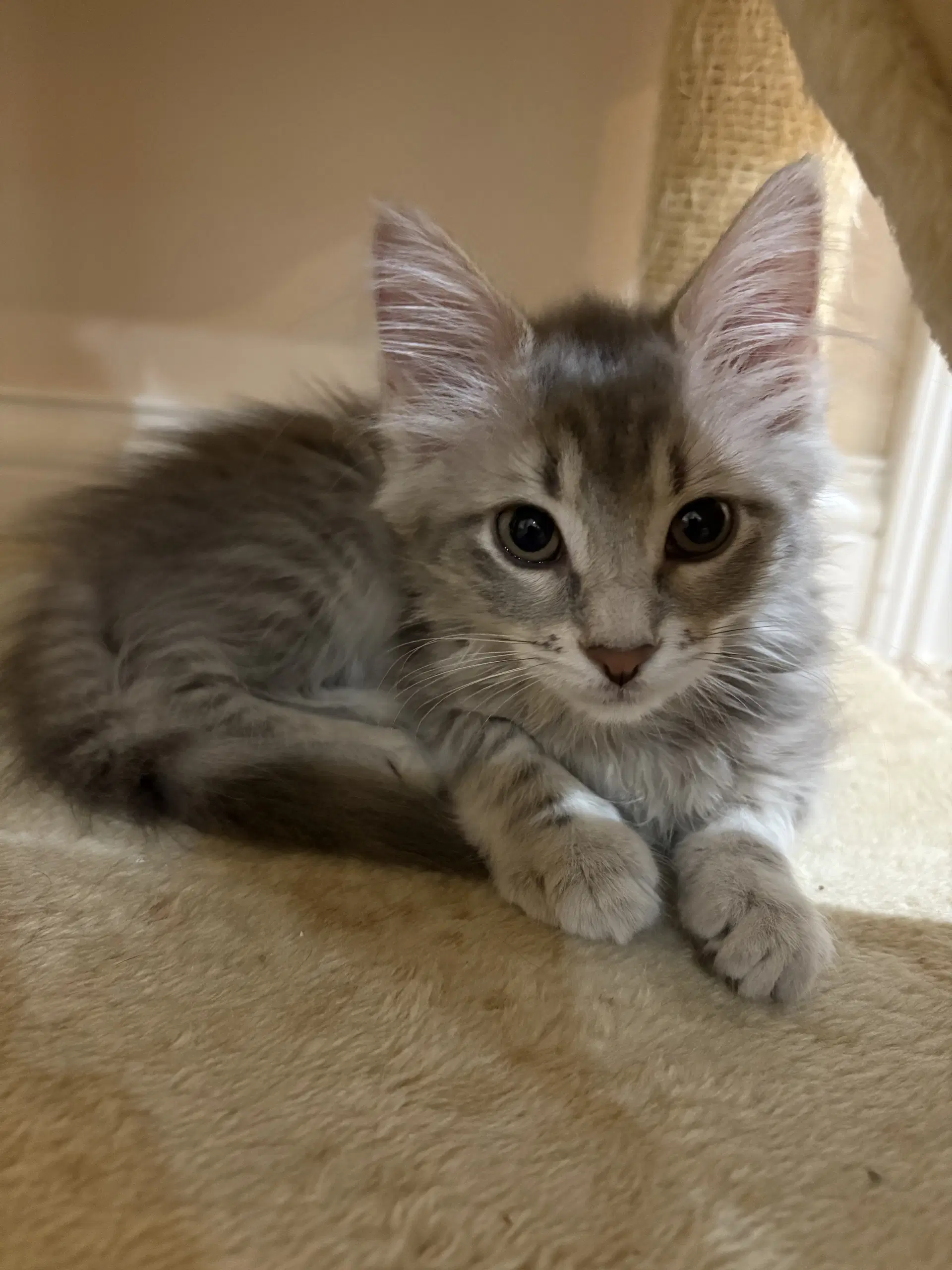 Sophie - Tabby