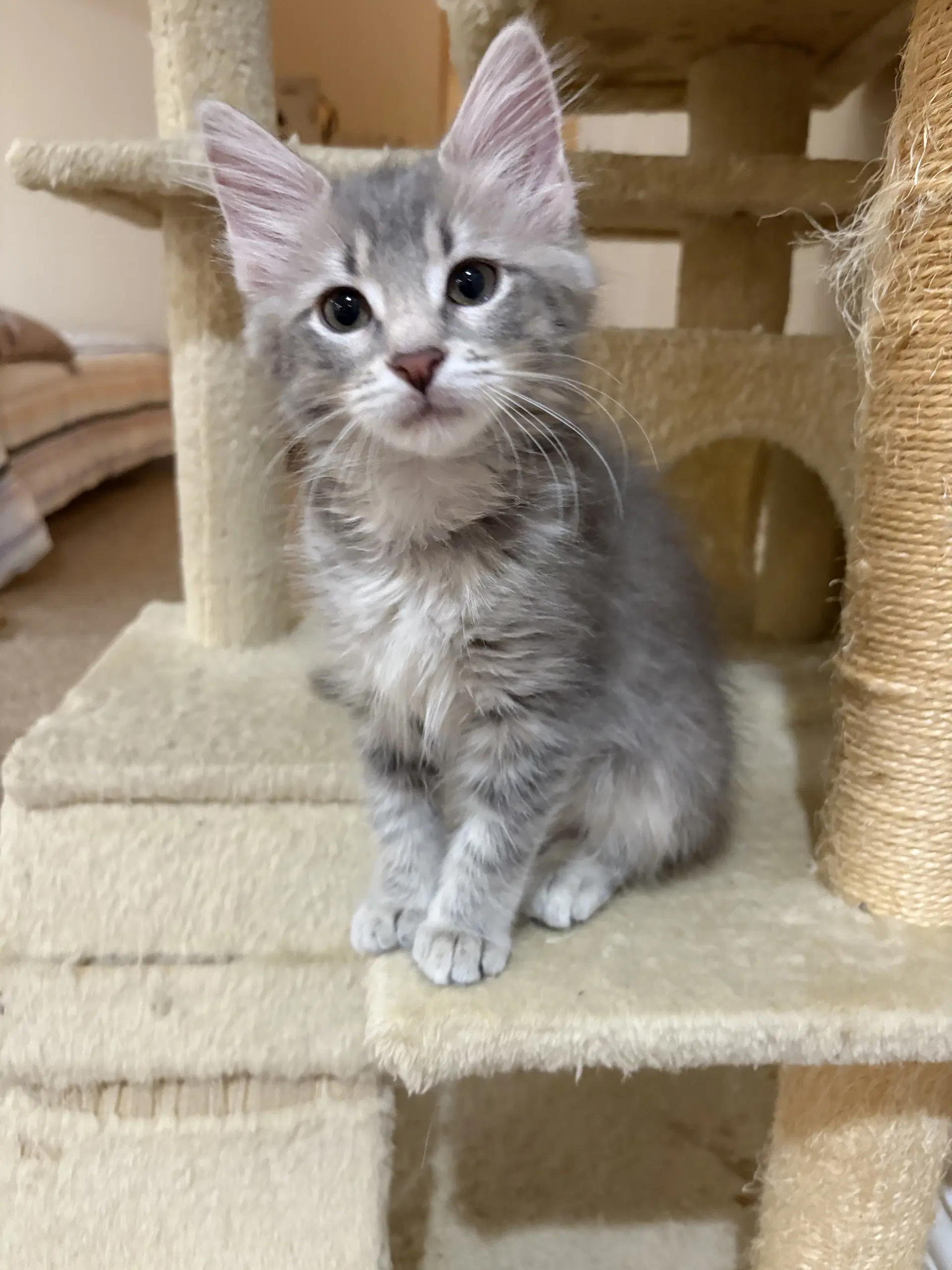 Sophie image 2