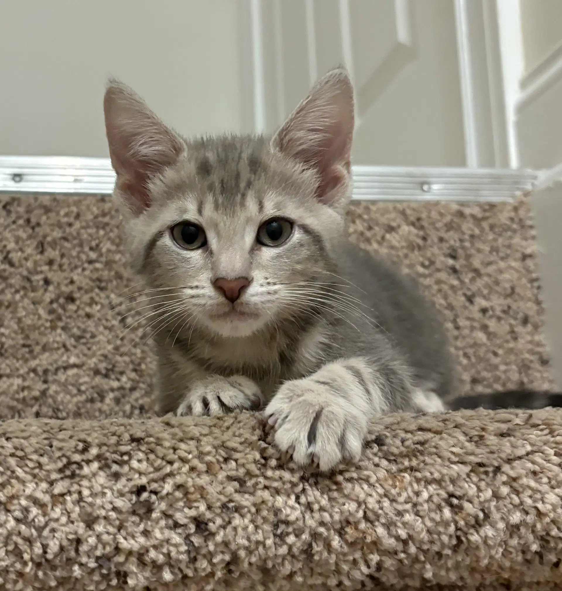 Lizzie - Tabby