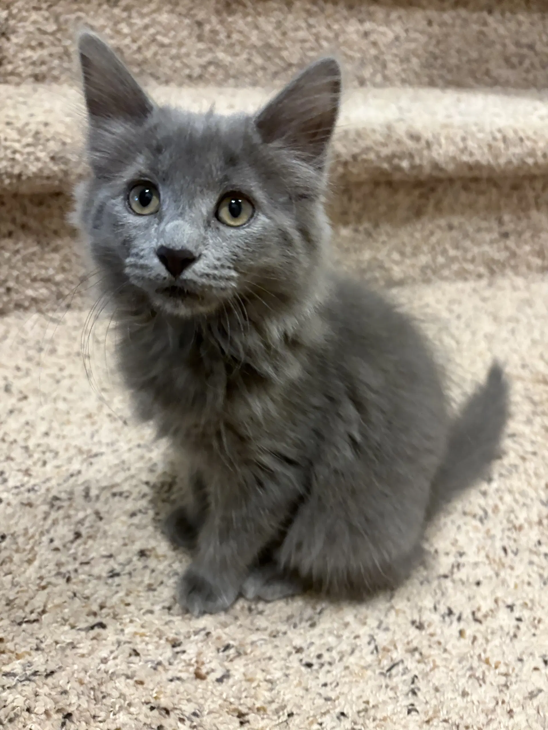 Gracie - Domestic Short Hair