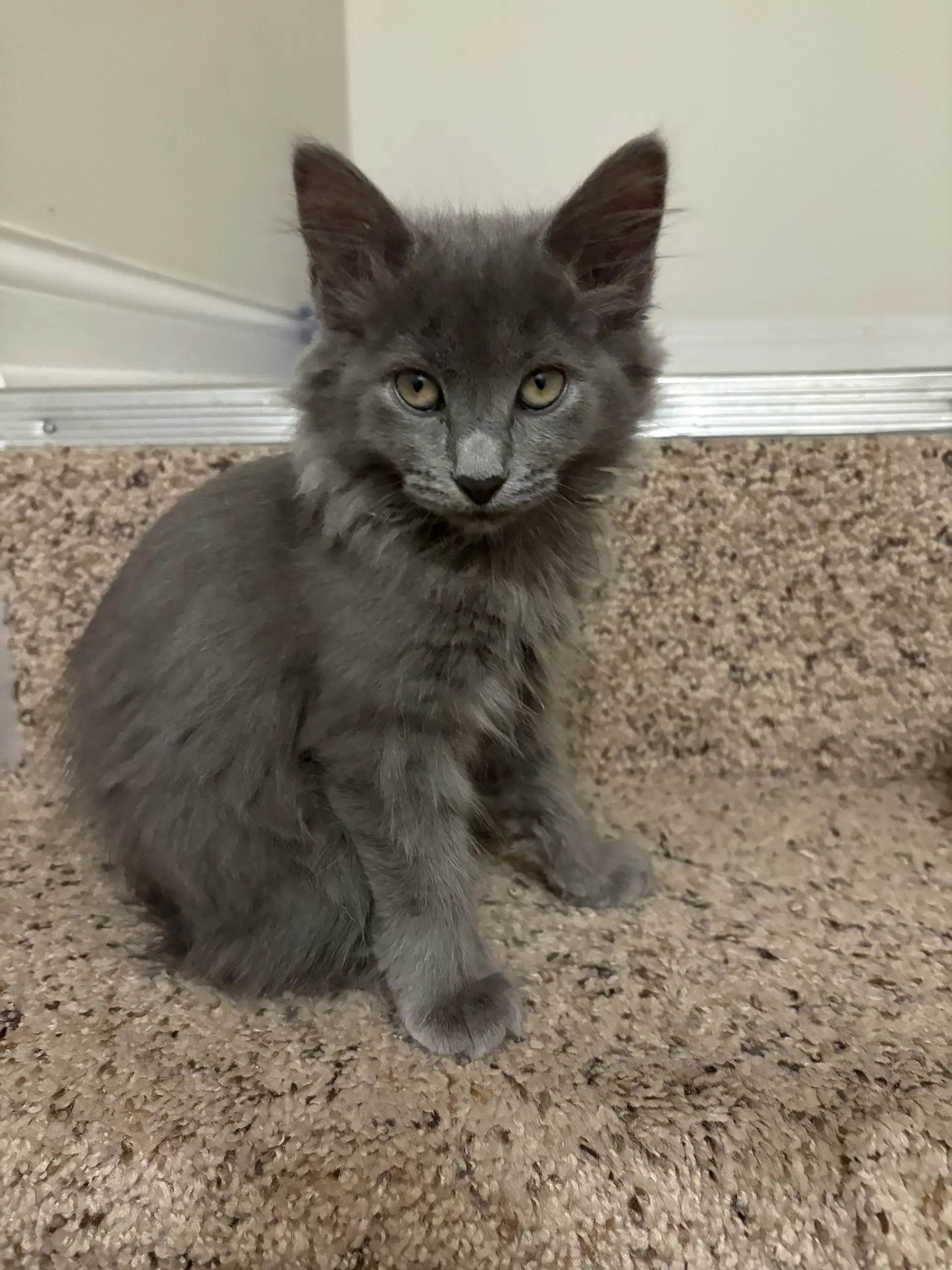 Gracie image 4