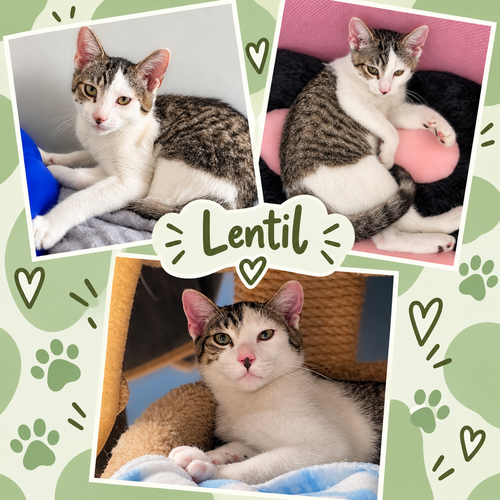 Lentil, a cat for adoption from Colony Cats (& dogs)