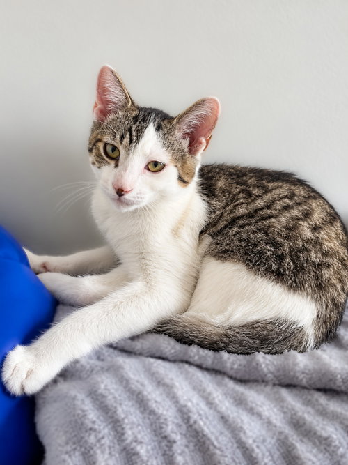 Photo 3 of Lentil