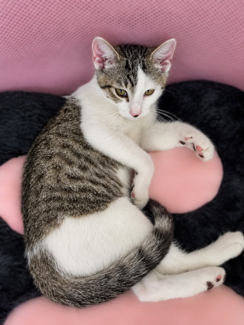 Photo 4 of Lentil