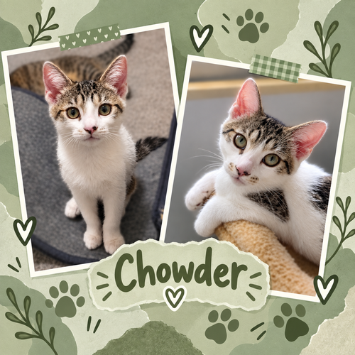 Chowder, a cat for adoption from Colony Cats (& dogs)