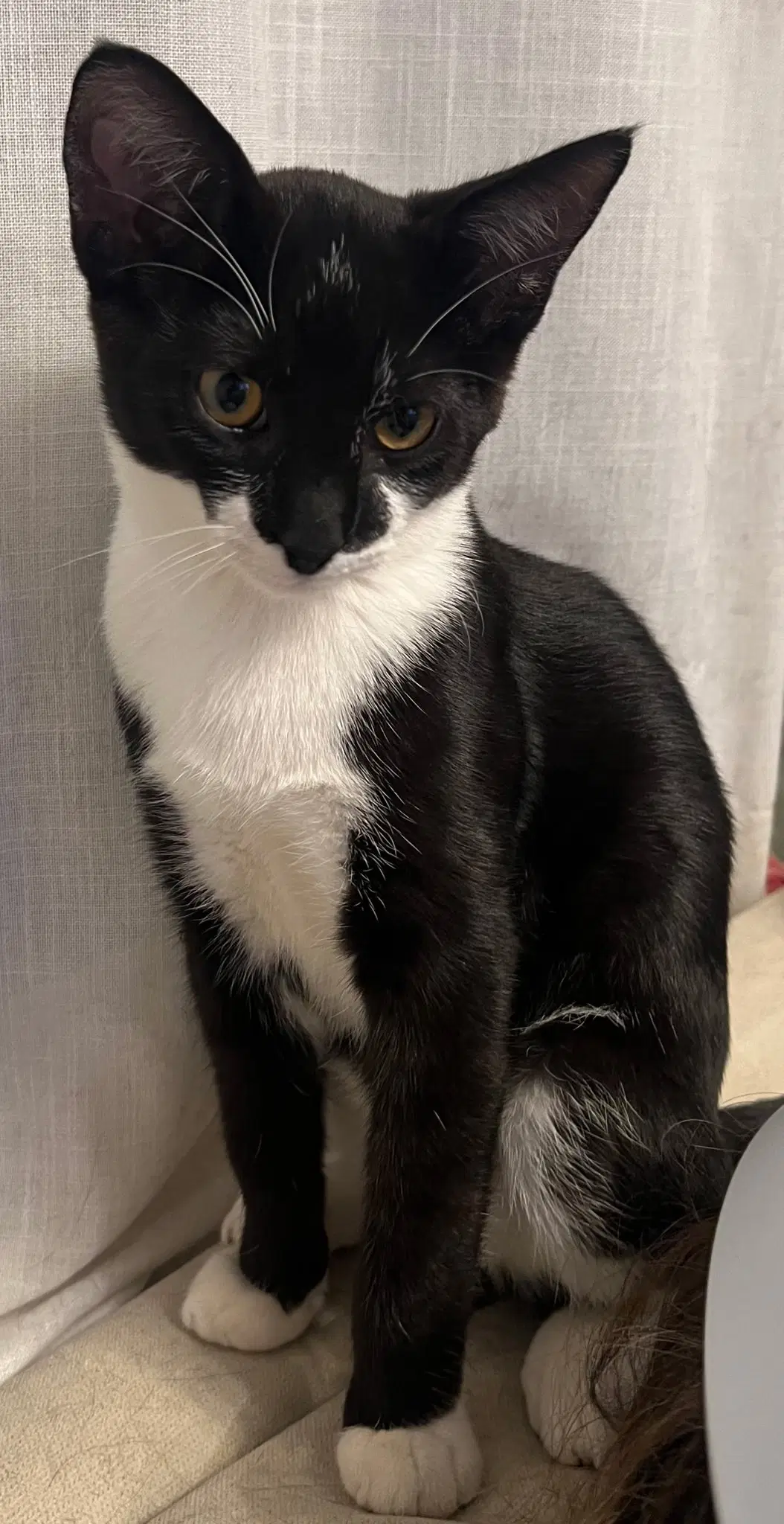 Bruce Wayne - Domestic Short Hair