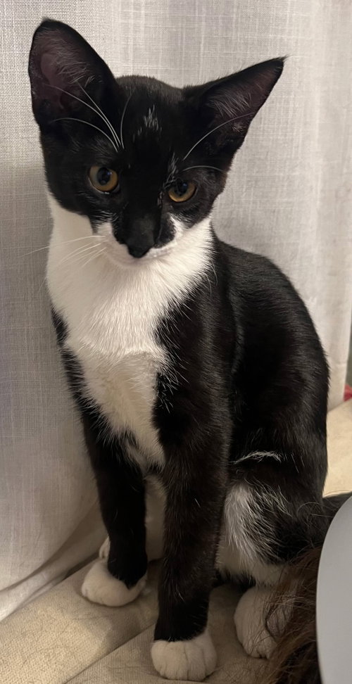 Bruce Wayne, a cat for adoption from Colony Cats (& dogs)
