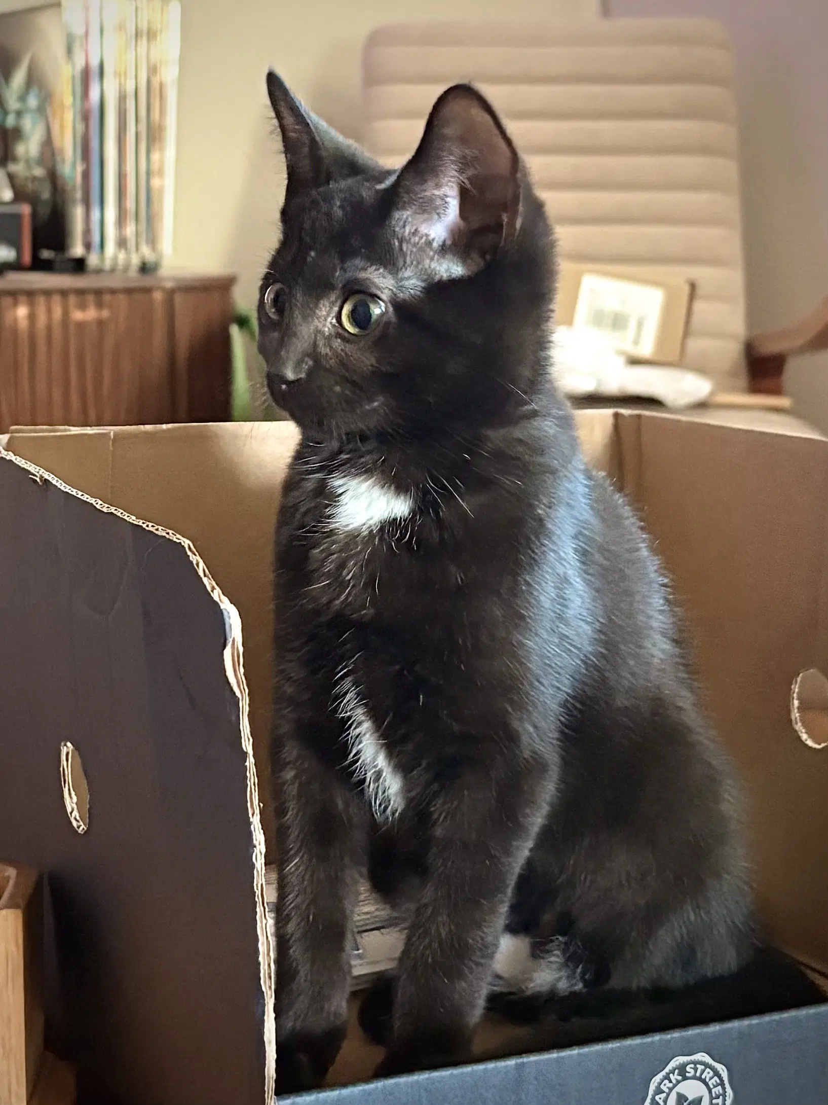 Ramona - Domestic Short Hair